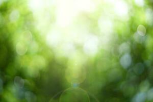 Blurry green leaf texture background photo