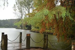 a wooden dock with a rope photo