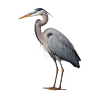 AI generated Heron bird isolated on transparent background png