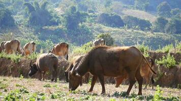 besättning av buffel äter gräs, besättning av buffel betning i frodig grön äng, besättning av buffel äter gräs video