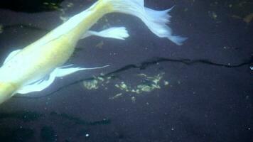 koi poisson sont nager dans le étang Heureusement, multi Couleur koi poisson proche en haut vue avec foncé arrière-plan, groupe de coloré koi poisson nager dans une serein Japonais étang video