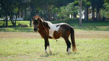 hermosa caballo es comiendo césped en el campo, un marrón caballo pacíficamente comiendo césped, primavera verde prados a rancho. retrato de un animal comiendo, caballo comiendo en verano paddock video