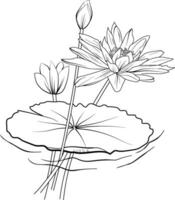 Nymphaea water lily drawings, outline water lily drawing, outline water lily flower drawing, black and white water lily drawing, sketch water lily drawing, hand drawn sketch water lily drawing vector