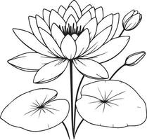 Nymphaea water lily drawings, outline water lily drawing, outline water lily flower drawing, black and white water lily drawing, sketch water lily drawing, hand drawn sketch water lily drawing vector