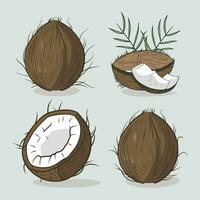 set of coconut vector