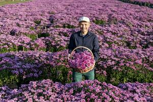 asiático granjero es participación el recién recoger rosado crisantemo mientras trabajando en su rural campo granja para medicinal hierba y cortar flor industria negocio foto