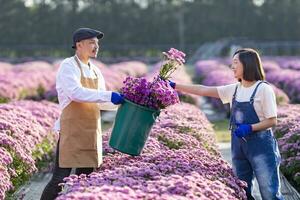 Team of Asian farmer and florist is working in the farm while cutting purple chrysanthemum flower using secateurs for cut flower business for dead heading, cultivation and harvest season photo
