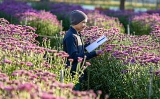 Asian farmer is taking note using clip board on the growth and health of pink chrysanthemum while working in his rural field farm for medicinal herb and cut flower concept photo