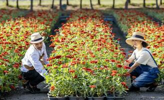 equipo de asiático granjero y florista es trabajando en el granja mientras corte zinnia flores utilizando podadera para cortar flor negocio en su granja para agricultura industria concepto foto