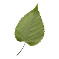 AI generated hackberry leaf isolated on transparent background png