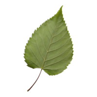 ai generiert Hackberry Blatt isoliert auf transparent Hintergrund png