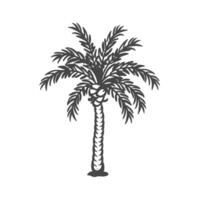 un palma árbol es mostrado en un negro y blanco dibujo vector