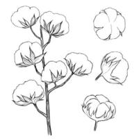 Collection graphic illustration of cotton flowers. vector