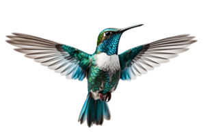 ai generato bellissimo colibrì nel volo su trasparente sfondo png