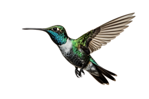 ai generato bellissimo colibrì nel volo su trasparente sfondo png