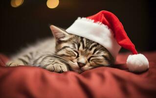 Cute little kitten in santa hat sleeping on the bed. Christmas banner photo