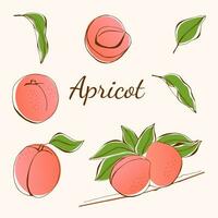 Set of colorful apricot.  Whole and half an apricot. Slice of apricot. Isolated on white background. Vector illustration. Fruits and leaves set. Digital hand drawn illustration.