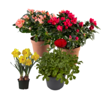 reeks van bloeiend bloemen in potten besnoeiing uit geïsoleerd transparant achtergrond png