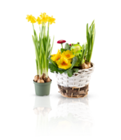 Set of blooming flowers in pots cut out isolated transparent background png