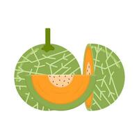 cantaloupe with cantaloupe slice illustration vector