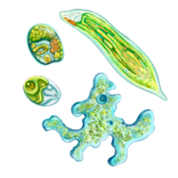 Unicellular protozoa. Color illustration of a single-celled bacterium. For printing textbooks, encyclopedias, brochures and posters on biology and medicine. For printing on objects and website design. png