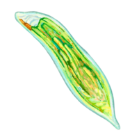 Unicellular protozoa. Color illustration of a single-celled bacterium. For printing textbooks, encyclopedias, brochures and posters on biology and medicine. For printing on objects and website design. png