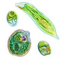 unicelular protozoos. color ilustración de un unicelular bacteria. para impresión libros de texto, enciclopedias, folletos y carteles en biología y medicamento. para impresión en objetos y sitio web diseño. png