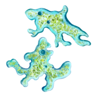 einzellig Protozoen. Farbe Illustration von ein einzellig Bakterium. zum Drucken Lehrbücher, Enzyklopädien, Broschüren und Plakate auf Biologie und Medizin. zum Drucken auf Objekte und Webseite Design. png