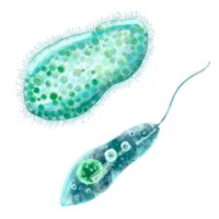 Unicellular protozoa. Color illustration of a single-celled bacterium. For printing textbooks, encyclopedias, brochures and posters on biology and medicine. For printing on objects and website design. png