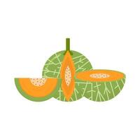 cantaloupe slice illustration vector