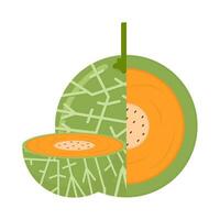 cantaloupe slice illustration vector