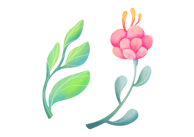 vattenfärg söt blommor uppsättning, gren med löv. elegant växt på transparent bakgrund. för inbjudan, Mars 8:e, mors dag hälsning kort. blommig botanisk klämma konst skära ut illustration png