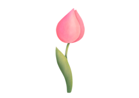 Watercolor cute pink tulip Flower, branch with leaves. elegant plant on transparent background. for Invitation, March 8th, Mother's Day greeting card. floral botanical clip art cut out illustration png