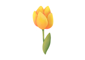 Watercolor cute yellow tulip Flower, branch with leaves. elegant plant on transparent background. for Invitation, March 8th, Mother's Day greeting card. floral botanical clip art cut out illustration png