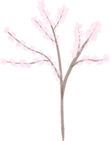 sakura árvore ilustração png