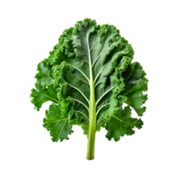 AI generated A Green Kale Leaf With Curly Edges ,Without Shadow png