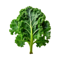 AI generated A Green Kale Leaf With Curly Edges ,Without Shadow png