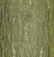 Vector illustration of Honey locust or bark texture Gleditsia triacanthos. Natural leather nature background.