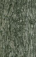 Vector illustration of the bark texture of Field Maple or Acer campestre. Natural leather nature background.