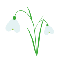 blanc perce-neige fleur. signe de printemps. png