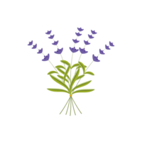 Lavender plant flowers bunch icon png