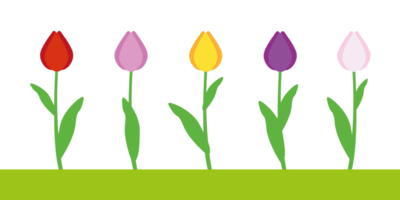 Tulip flowers on stem with leaves illustration set with different blossom shape in colors png