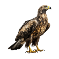 ai généré Aigle isolé sur transparent Contexte png