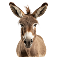 AI generated A Donkey isolated on transparent background png