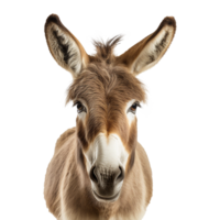 ai generado un Burro aislado en transparente antecedentes png