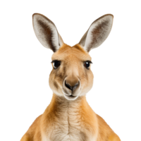 AI generated Kangaroo isolated on transparent background png