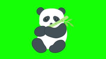 panda verde schermo vettore verde sfondo video