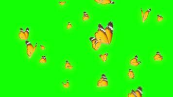 Beautiful yellow Butterfly group Green Screen background, Beautiful yellow Butterfly Green Screen background,Black Butterfly Green Screen background, butterfly animation video