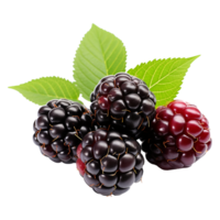 AI generated Blackberry isolated on transparent background png