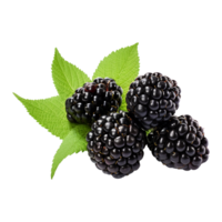 AI generated Blackberry isolated on transparent background png